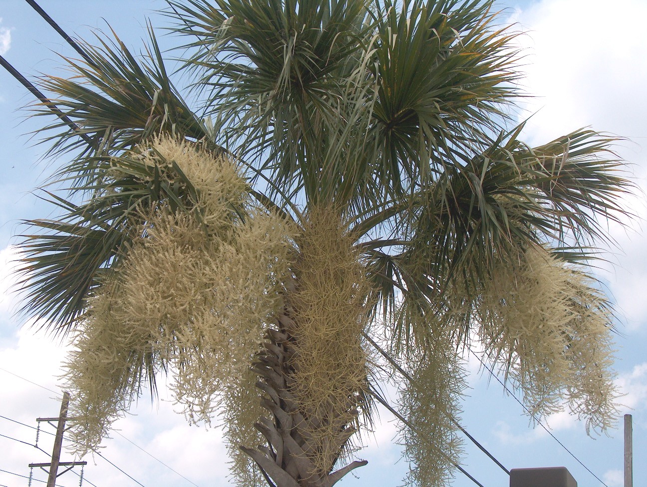 Online Plant Guide - Sabal Palmetto / Cabbage Palm